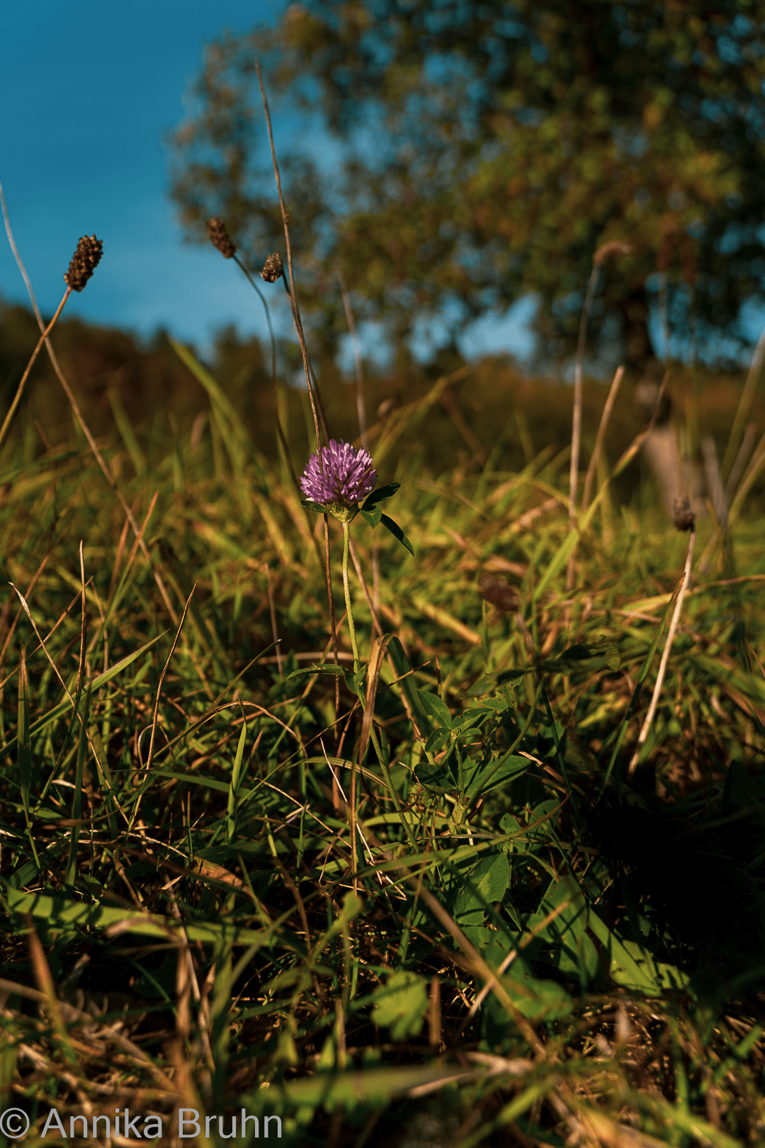 Kleine Blume